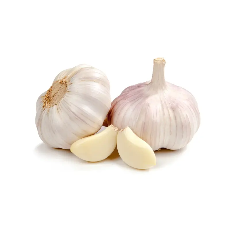 Garlic