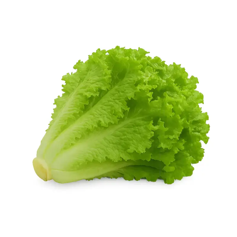 Lettuce